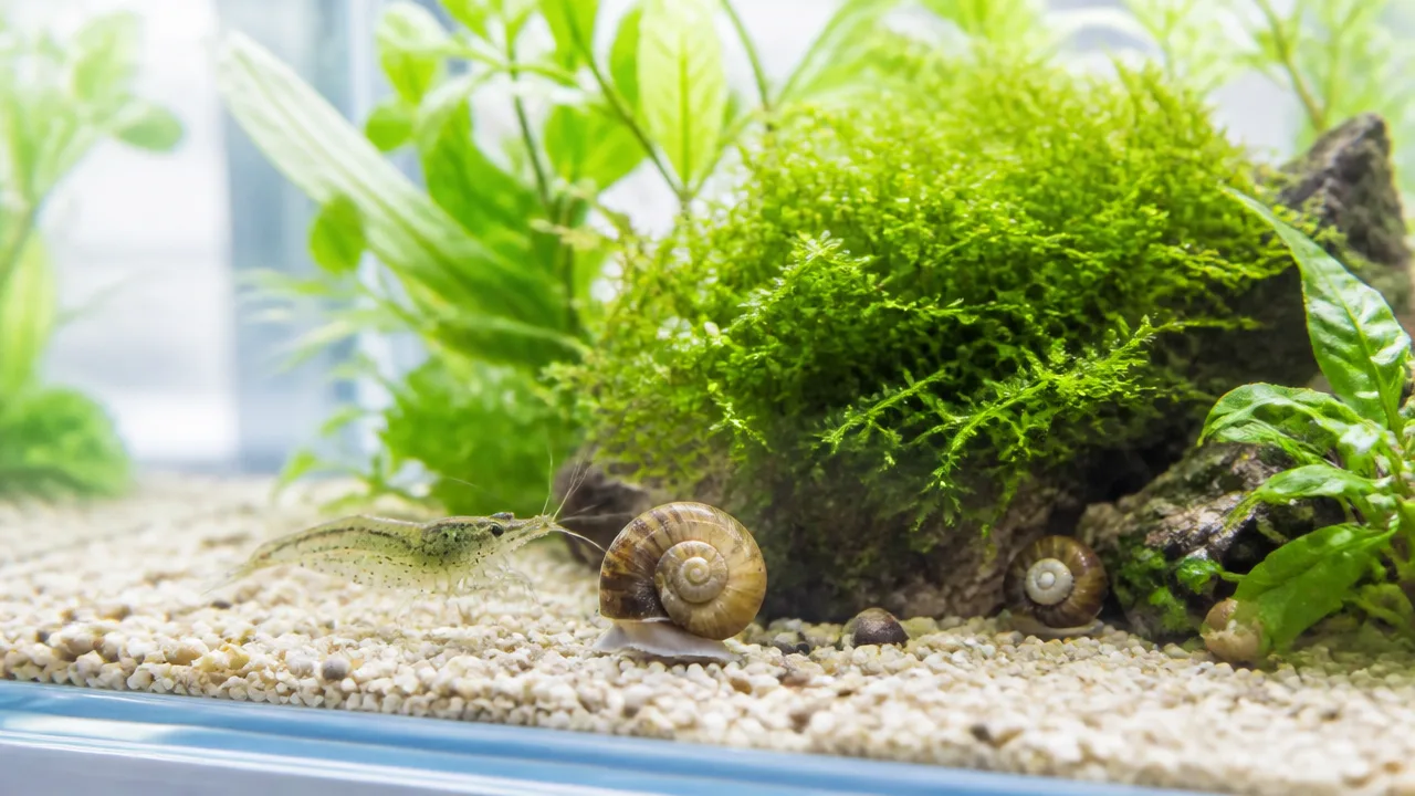 水槽で飼える生き物12選|魚以外のおすすめと飼い方のポイント